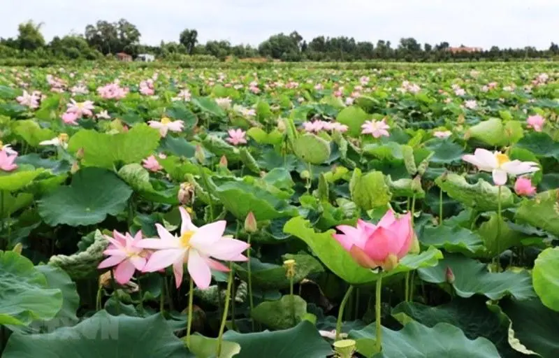 Thuê Xe Đi Tháp Mười – Đồng Tháp