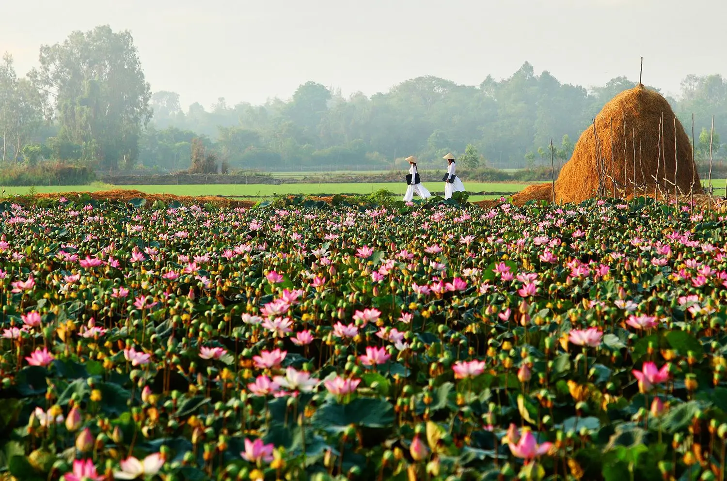 Thuê Xe Đi Làng Hoa Sa Đéc – Đồng Tháp